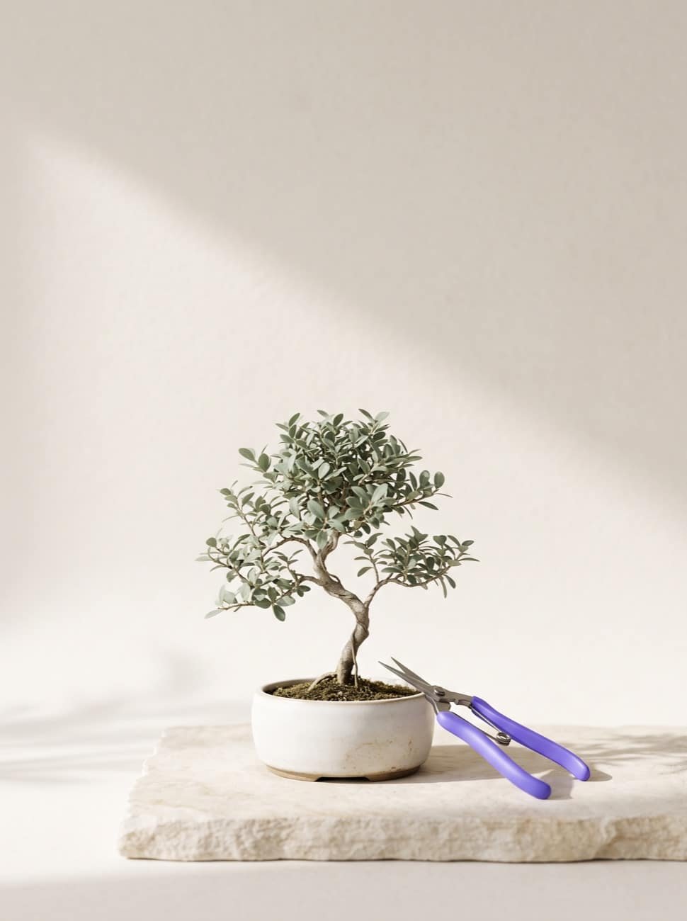 Bonsai tree in a white pot with violet-handled pruning shears